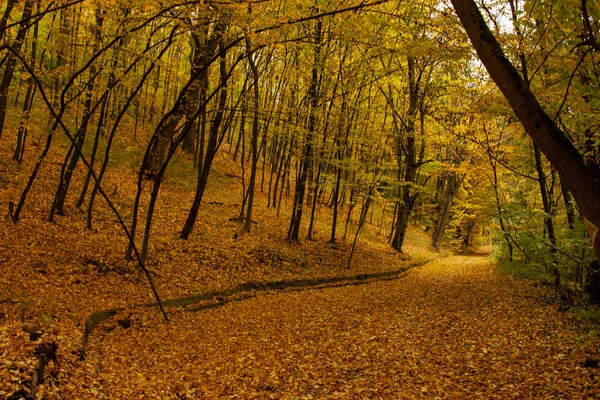 아름다운 가을 풍경입니다. 꽃의 가을 경사도. 나무에 달린 화려 한 잎들. — 스톡 사진