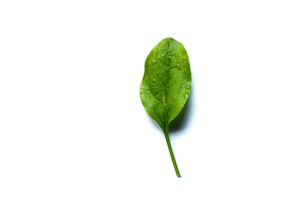 Čerstvě Zelené Listy Špenátu Izolované Bílém Pozadí Horní Pohled Organické — Stock fotografie