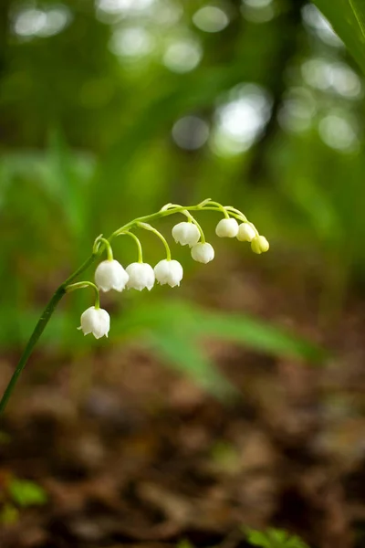 Forest flowers. delicate flowers on a forest background. Spring landscape. Lily of the valley flowers. Flowering lily of the valley in spring close-up.