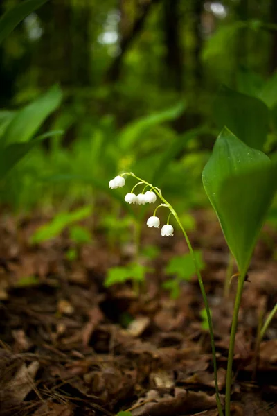 Forest flowers. delicate flowers on a forest background. Spring landscape. Lily of the valley flowers. Flowering lily of the valley in spring close-up.