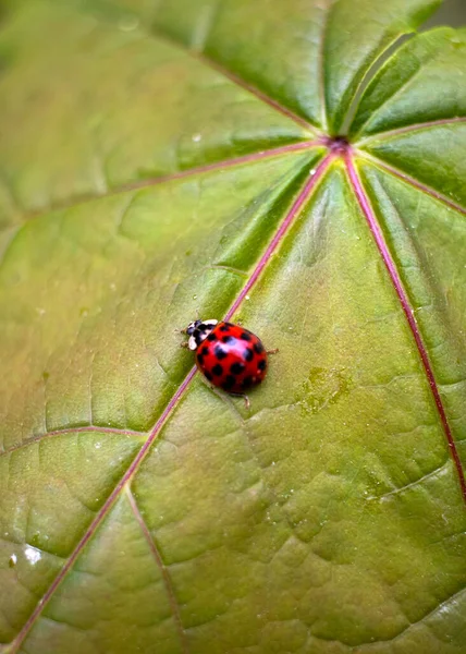 Red Ladybug Sitting Green Leaf View — Stock Photo, Image