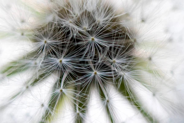 Abstract Macro Photo White Dandelion Drops Water Dandelion Seeds Delicate — Stock Photo, Image