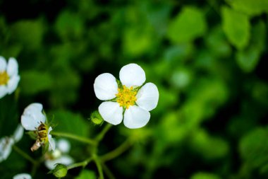 Baharda çiçek açan çilek çalısı. Beş yapraklı beyaz çiçekler. Yakın plan, doğal bulanık arkaplan..