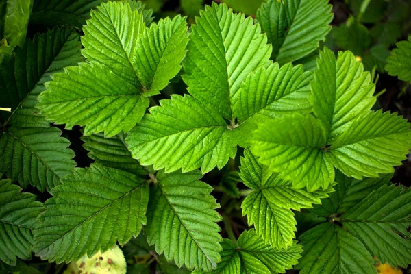 Baharda çiçek açan çilek çalısı. Beş yapraklı beyaz çiçekler. Yakın plan, doğal bulanık arkaplan..