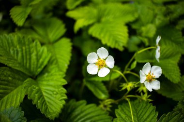 Baharda çiçek açan çilek çalısı. Yakın plan, doğal bulanık arkaplan..