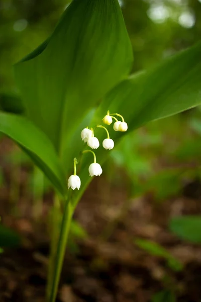 Flores del bosque. flores delicadas sobre un fondo forestal. Paisaje primavera. Lily de las flores del valle. Lirio del valle florecen en primavera . — Foto de Stock