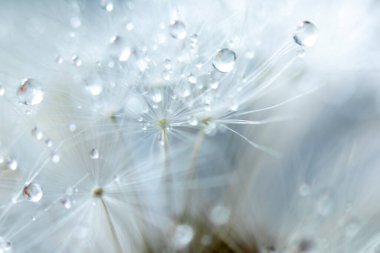 Soyut makro fotoğraf, beyaz karahindiba ve su damlaları.