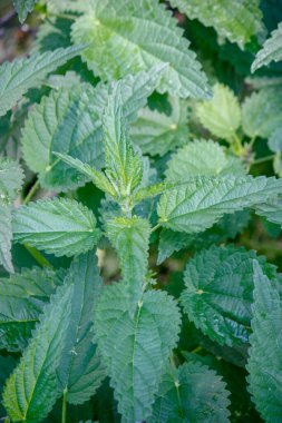 Yeşil ısırgan otu yaprağı. Young şut çekiyor. Dokuyu Kapat. Yaz. Yakın plan..