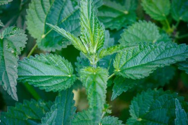 Yeşil ısırgan otu yaprağı. Young şut çekiyor. Dokuyu Kapat. Yaz. Yakın plan..