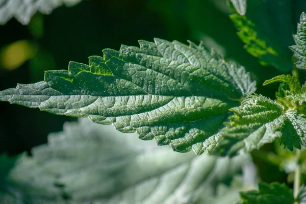 Zelený list kopřivy. Mladí střílejí. Zavřít texturu. Summer. Detailní záběr. — Stock fotografie