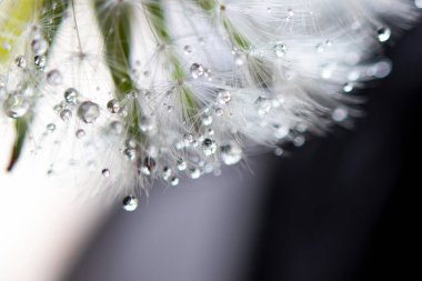 Soyut makro fotoğraf, beyaz karahindiba ve su damlaları.