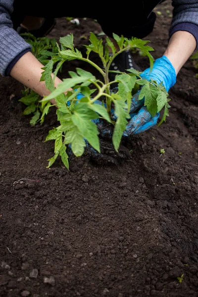 Eldivenli kadın eller baharda genç domates fidanları nakletti, tohum nakli sırasında yakın plan çekildi. Tarım ve sebze yetiştirme.