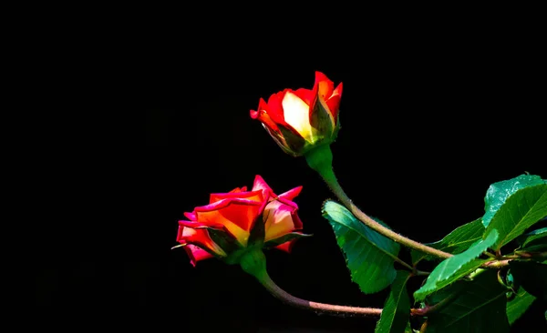 黒い背景に緑の葉を持つ美しい赤いバラが近づく — ストック写真