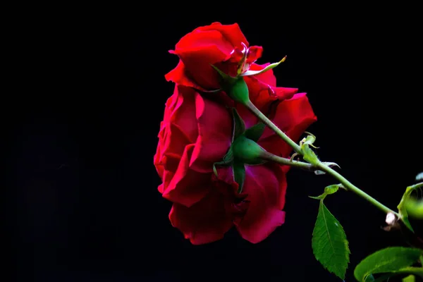 Beautiful Red Roses Green Leaves Black Background Close — Stock Photo, Image