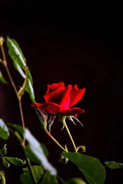 Beautiful Red Roses Green Leaves Black Background Close — Stock Photo, Image