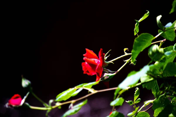 Schöne Rote Rosen Mit Grünen Blättern Auf Schwarzem Hintergrund Nahaufnahme — Stockfoto
