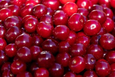 Taze toplanmış kırmızı kirazların arka planı ya da dokusu. Kırmızının çeşitli tonlarında. Doğal vitaminler. Doğal arkaplan.