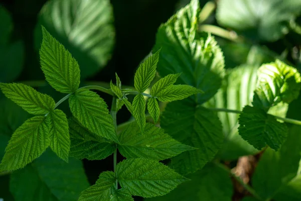 Kırmızı ahududulu yeşil yapraklar, Rubus Idaeus üst manzaralı. Kapatın. Seçici odaklanma. Ahududu yaprağının dokusu.