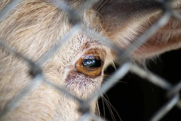 A yellow goats eye looks into the camera through the bars. animal confinement concept. Horizontal pupil in the eye.
