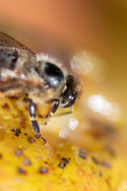 Sarı armut üzerinde bal arısı, makro yakın plan..
