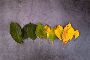 Sonbahar konsepti. Sonbahar yaprakları sonbahar gölgeleriyle birlikte arka planda üst üste yığılır. Yeşil turuncu ve sarı yapraklar. Sonbahar ruh hali arka planı.
