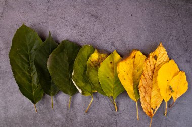 Sonbahar konsepti. Sonbahar yaprakları sonbahar gölgeleriyle birlikte arka planda üst üste yığılır. Yeşil turuncu ve sarı yapraklar. Sonbahar ruh hali arka planı.