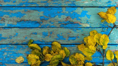 Düz kompozisyon, parlak sonbahar yaprakları ve eski mavi ahşap arka planda balkabağı. Doğal çerçeve. Üst görünüm, boşluğu kopyala. Doğal sonbahar arkaplanı