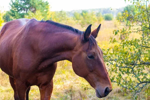 在自然背景的特写下一匹棕色马的肖像 没有马具的马 — 图库照片
