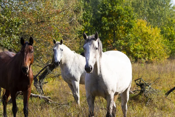 一群白马和棕色的马在秋天的树后草场上吃草 自然背景 — 图库照片