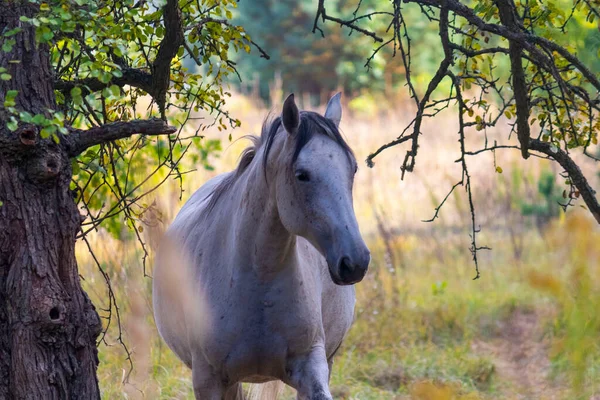 Een Groep Witte Bruine Paarden Grazen Wei Tegen Achtergrond Van — Stockfoto