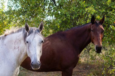 Bir grup beyaz ve kahverengi at sonbahar ağaçlarının arka planında otluyorlar. Doğal arkaplan.