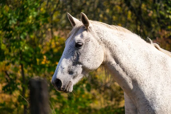 Een Groep Witte Bruine Paarden Grazen Wei Tegen Achtergrond Van — Stockfoto