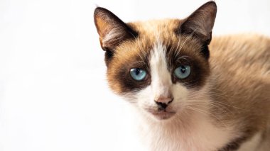 Koyu sarı bir kedinin portresi. Büyük mavi gözlü. Kameraya bakıyor..