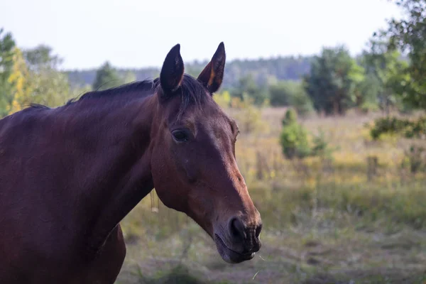 Porträt eines braunen Pferdes auf natürlichem Hintergrund in Nahaufnahme. — Stockfoto