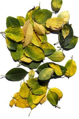 Renkli sonbahar yaprakları beyaz arkaplanda izole.