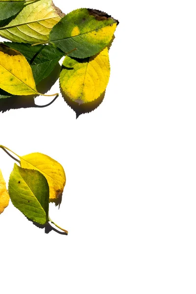 Barevné pestrobarevné podzimní listy izolované na bílém pozadí. — Stock fotografie