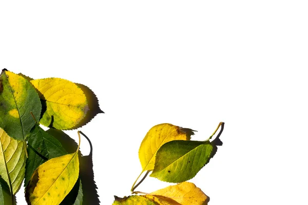 Barevné pestrobarevné podzimní listy izolované na bílém pozadí. — Stock fotografie