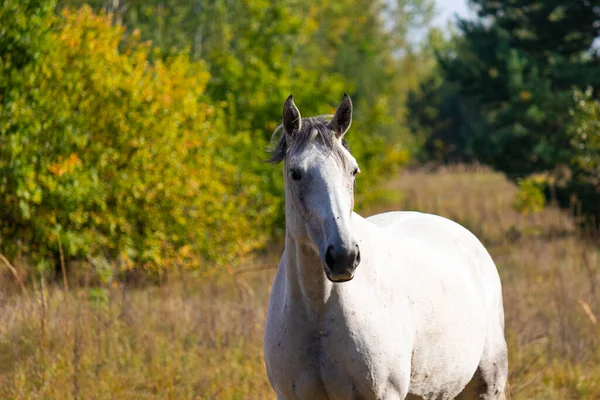Группа Белых Коричневых Лошадей Пасущихся Пастбище Фоне Осенних Деревьев Естественный — стоковое фото