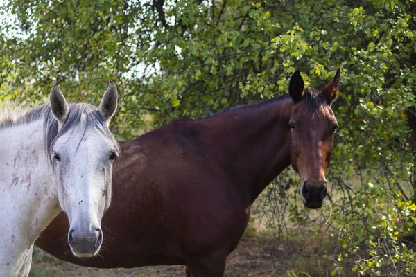 Een Groep Witte Bruine Paarden Grazen Wei Tegen Achtergrond Van — Stockfoto