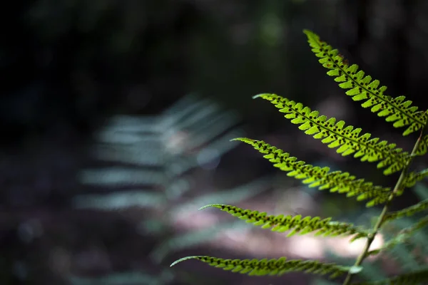 Natural forest background. Fern close-up with selective focus on the background of the forest.