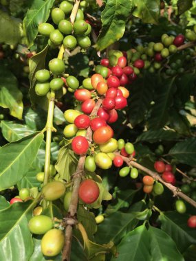 Bush bir kahve Ekim Kauai, olgunlaşma kahve meyveleri.
