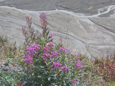Denali Milli Parkı'nda yatay yukarı Fireweed aydınlatır