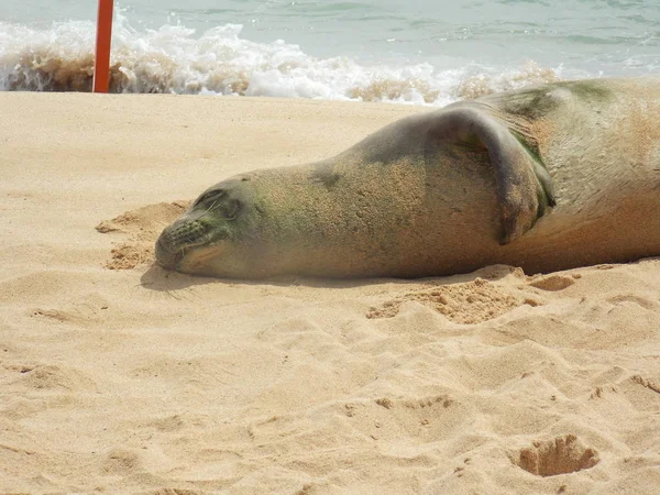 Foca Monje Hawaiana Peligro Extinción Descansa Una Playa Kauai —  Fotos de Stock