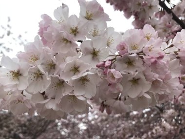 Washington, Dc'de çiçek açan kiraz çiçekleri