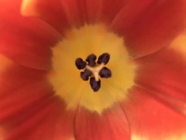 Olhando Dentro Uma Tulipa — Fotografia de Stock