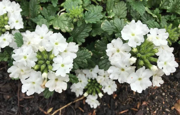 Firehouse Beyaz Geliştirilmiş Verbena çiçek