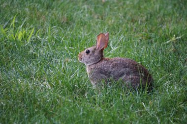 Arka bahçeçimde oturan kahverengi tavşan