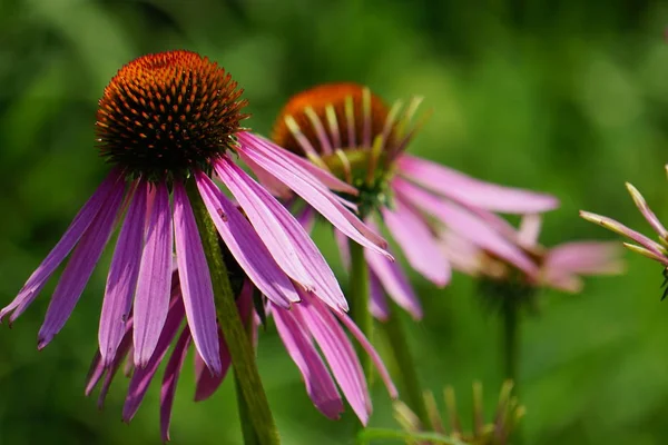 Purple Marguerite Daisy Garden — Stock Photo, Image