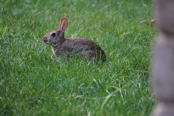 Braunes Kaninchen Sitzt Hinterhof Gras — Stockfoto