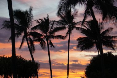 Kauai 'deki Poipu Sahili' nde gün batımına karşı palmiye ağacı siluetleri.